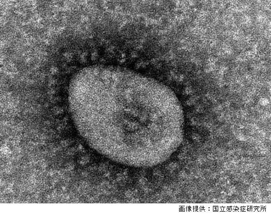連絡調整チーム、感染拡大の沖縄に再派遣のサムネイル画像