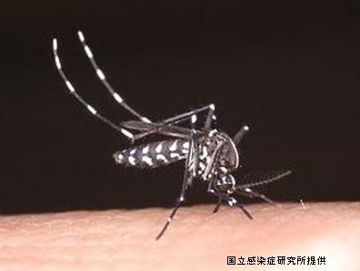 デング熱輸入例、23年は前年の1.77倍　感染研のサムネイル画像
