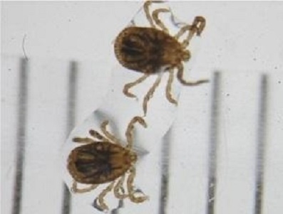 マダニ媒介感染症、年間患者数が過去最多更新のサムネイル画像