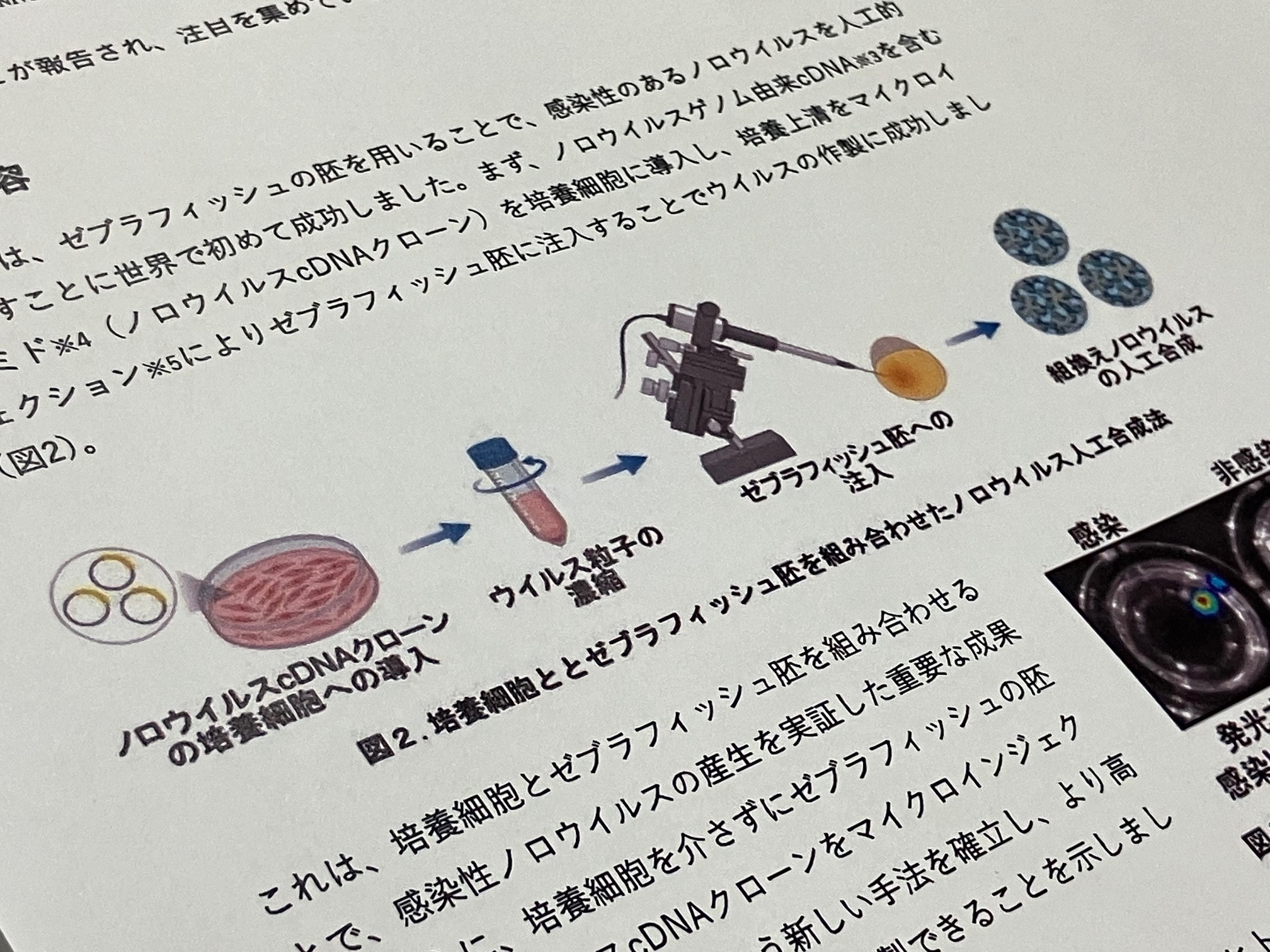 魚の卵でノロウイルスを人工合成のサムネイル画像