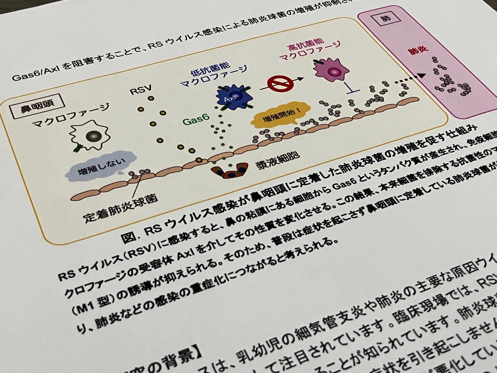 RSウイルス感染が肺炎球菌を増やす仕組み解明のサムネイル画像