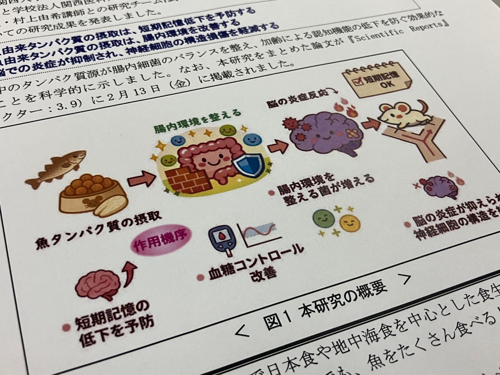 魚由来タンパク質の摂取、短期記憶低下を予防のサムネイル画像