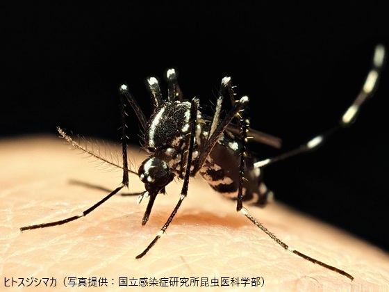 蚊媒介感染症対策　平時からの行動計画を着実に整備のサムネイル画像