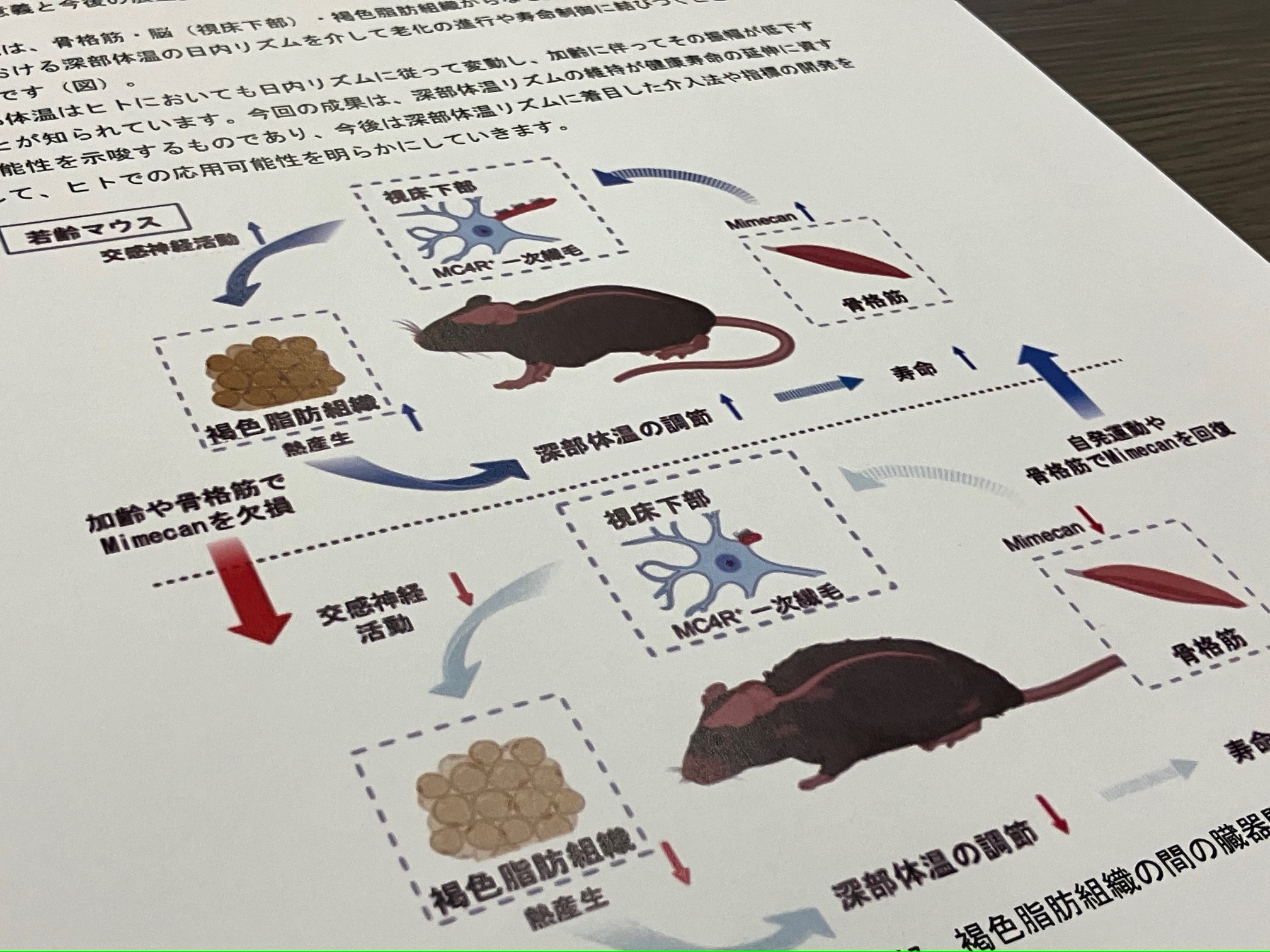 骨格筋由来の因子が老化・寿命を制御のサムネイル画像