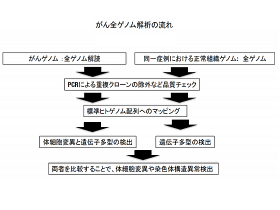 38種類のがん全ゲノムを解析、国際共同研究のサムネイル画像