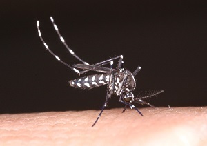 デング熱の患者が来院、診療や対応方法は？