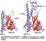 肌の美白維持や白髪の抑制へ成果のサムネイル画像